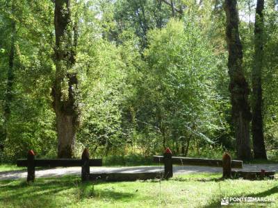 Vuelta al Senderismo-Valle Lozoya; madera tejo ruta montaña madrid ruta de senderismo madrid buitrag